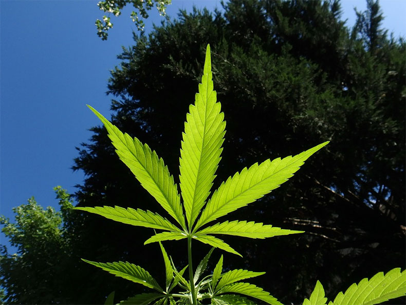 Governo recomenda à Anvisa registro de cannabis apenas para tratar epilepsia