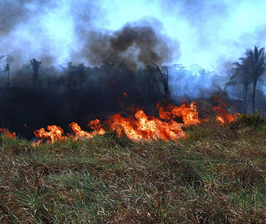 Governo autoriza operação das Forças Armadas  no combate aos incêndios na região amazônica.