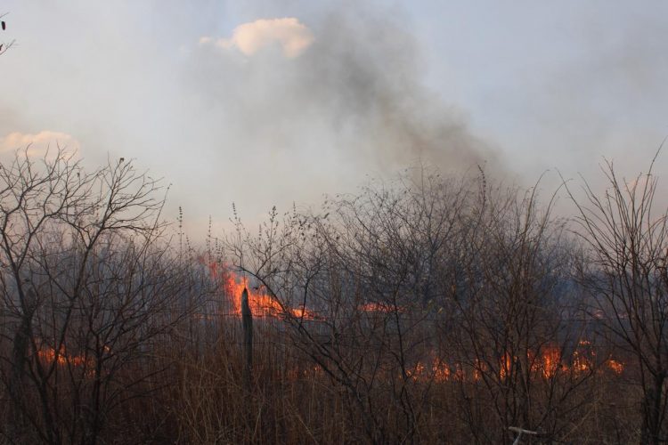 Incêndio em mata nativa se alastra e ameaça plantações e residências em Sussuapara