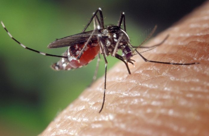 Casos de dengue cresceram mais de 300% no Piauí em 2019
