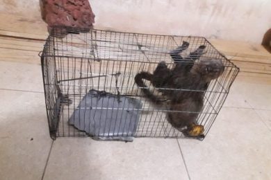 Mais de 200 animais silvestres presos em cativeiro são resgatados no povoado Mirolândia