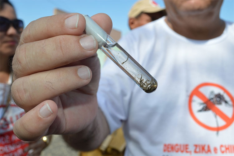 Casos de chikungunya sobem quase 1500% no Piauí