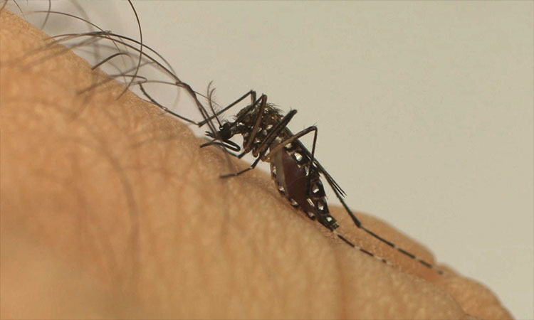 PICOS: casos de Chikungunya aumentam mais de 16.000% em 2022