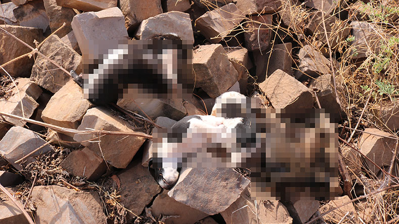 Suspeito de assassinar cinco filhotes de cachorro é preso em Picos