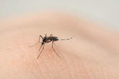 Casos de Dengue, Zika e Chikungunya apresentam redução