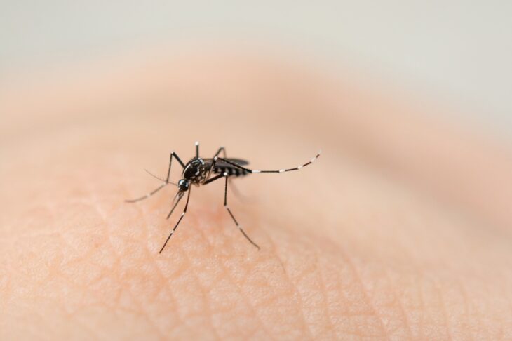 Casos de Dengue, Zika e Chikungunya apresentam redução