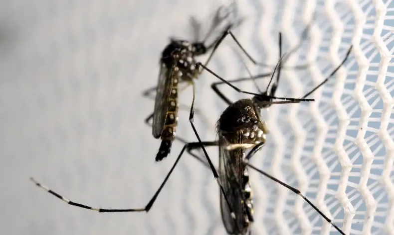 Brasil é país com mais casos de dengue no mundo