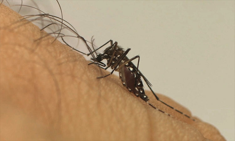 Brasil se aproxima de 1 milhão de casos e 200 mortes por dengue em 2024