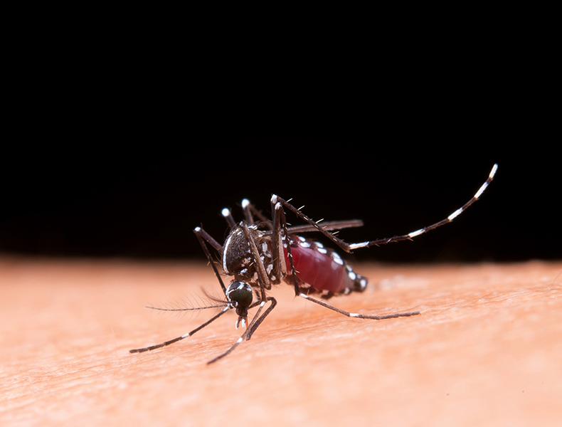 Incidência de dengue aumenta no Piauí; Ministério da Saúde recomenda teste rápido