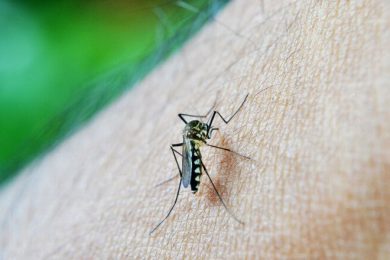 Incidência de casos de dengue no Piauí aumenta 91,5%