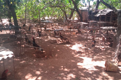 Polícia flagra rinha com 70 galos em Inhuma; apostas chegavam a R$ 5 mil