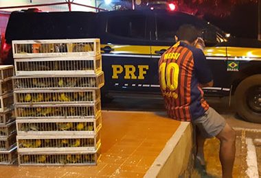 Em Picos PRF prende homem transportando 280 pássaros silvestres em 15 gaiolas