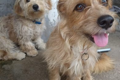 Senado aprova pena de até 5 anos para quem maltratar cão e gato