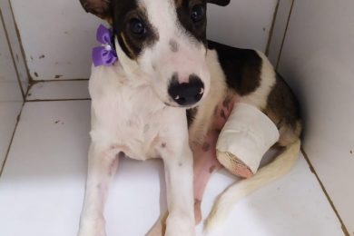 Cadela tem a pata amputada após ser atacada por jacaré em Picos