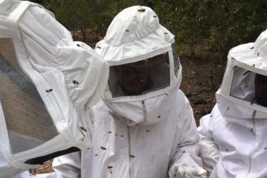 Piauí é o maior exportador de Mel do país; Picos está entre as cidades que mais produzem