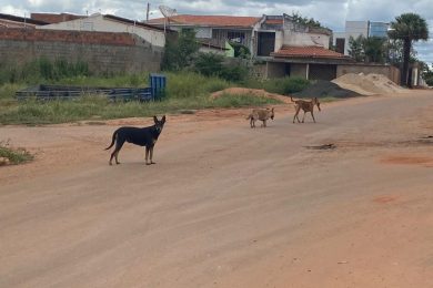 Animais de rua serão castrados a partir da próxima semana em Picos