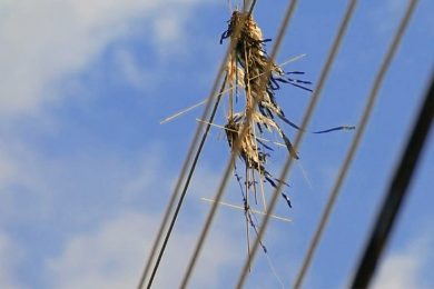 Piauí já registra mais de 500 ocorrências de pipas na rede elétrica em 2021