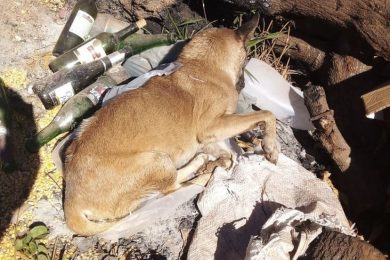 Cães são encontrados mortos com sinais de envenenamento no bairro Ipueiras