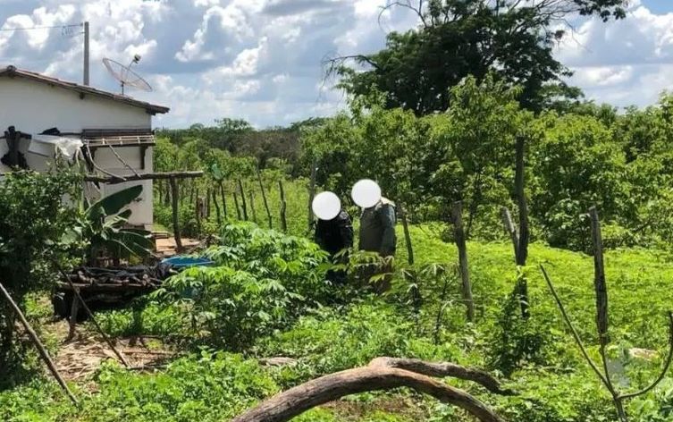Polícia encontra plantação de maconha na cidade de Geminiano