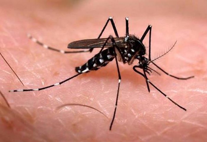 Picos registra epidemia de casos de Chikungunya