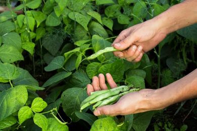 AEAMP fará visita técnica de campo com foco na cultura do feijão em Geminiano