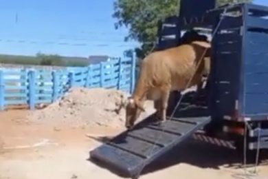 Animais soltos em vias de Picos estão sendo recolhidos pela PRF