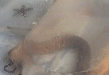 Mais de 1 tonelada em animais marinhos é apreendida em sacos plásticos no Piauí