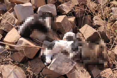 Suspeito de assassinar cinco filhotes de cachorro é preso em Picos