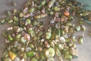 Praga ataca cajueiros e causa prejuízo na região de Picos