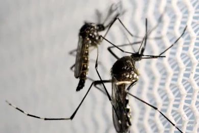 Brasil é país com mais casos de dengue no mundo