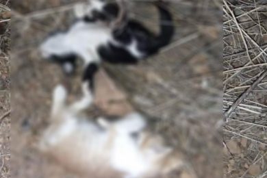 Gatos são mortos com tiros de espingarda em São João da Canabrava