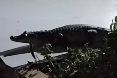 Jacaré é flagrado em calçada de residência em Picos