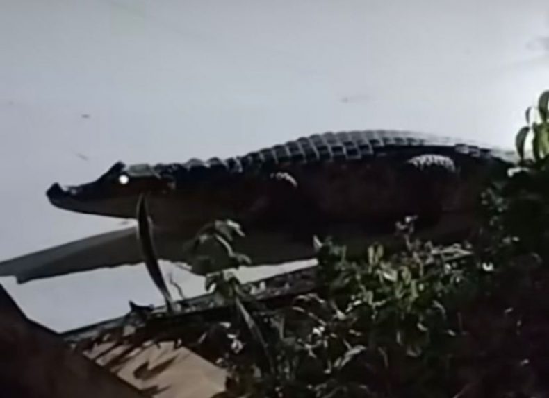 Jacaré é flagrado em calçada de residência em Picos