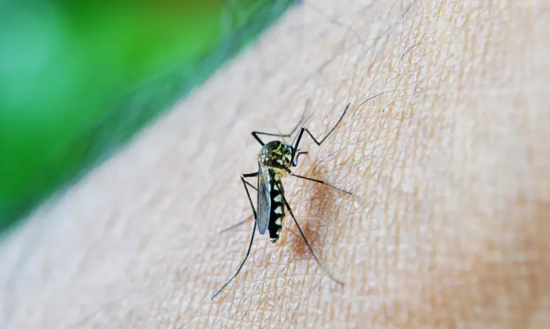 Brasil chega a 62 mortes e 408 mil casos de dengue