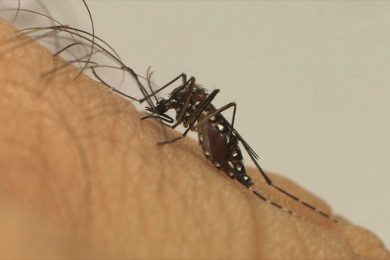 Piauí já registra nove mortes e mais de 9 mil casos de dengue