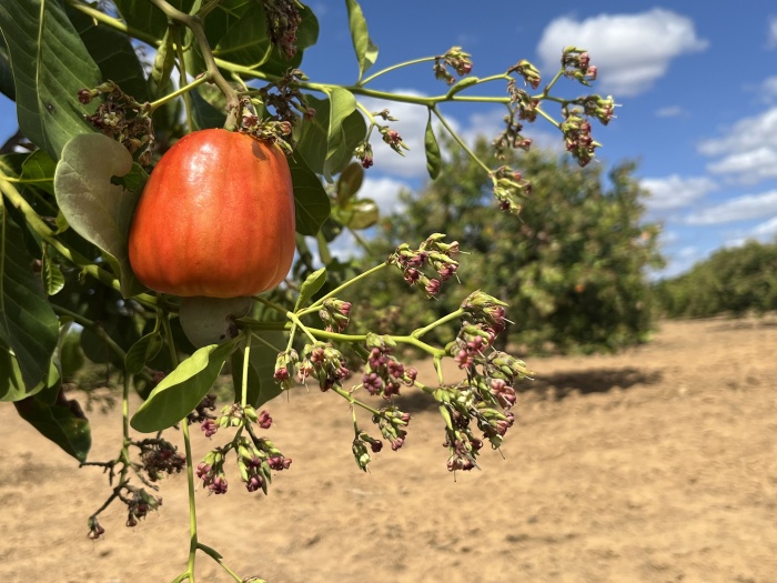 Piauí tem a 2ª maior área plantada de caju no Brasil