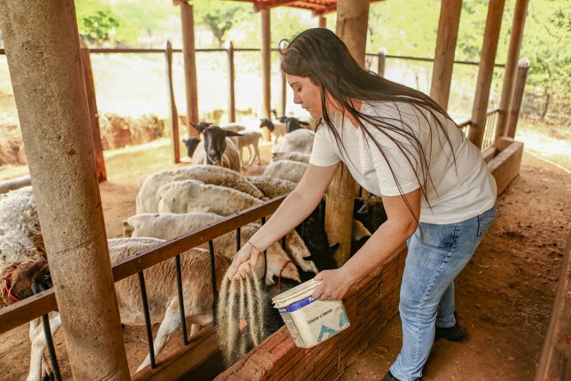 Produção de ovinos e caprinos fortalece renda no Piauí
