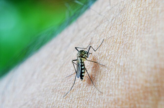 Picos confirma o 22° caso de dengue em 2024