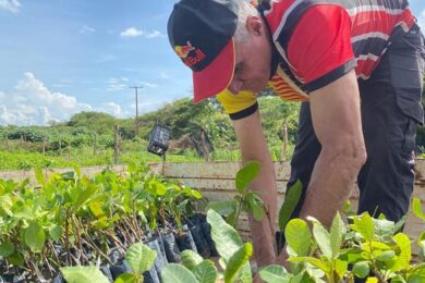 Prefeitura realiza a entrega de mudas de caju para agricultores de Picos