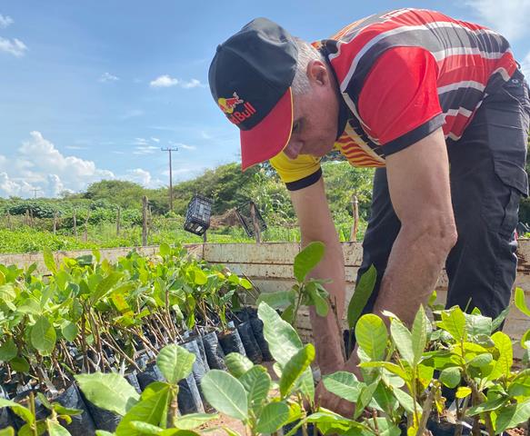 Prefeitura realiza a entrega de mudas de caju para agricultores de Picos