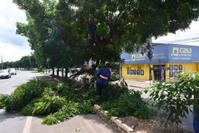 Árvores de Nim Indiano estão sendo removidas de avenida em Picos