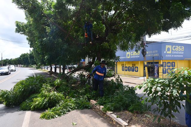 Árvores de Nim Indiano estão sendo removidas de avenida em Picos