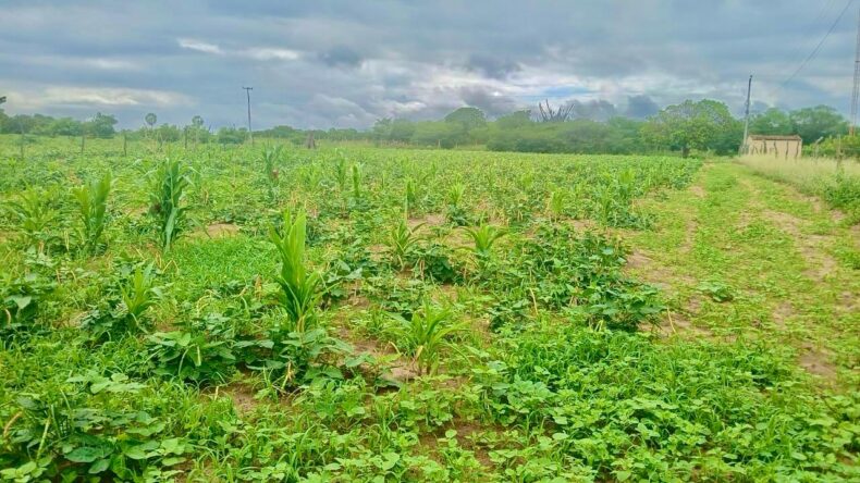 Estado decreta situação de emergência em 129 municípios