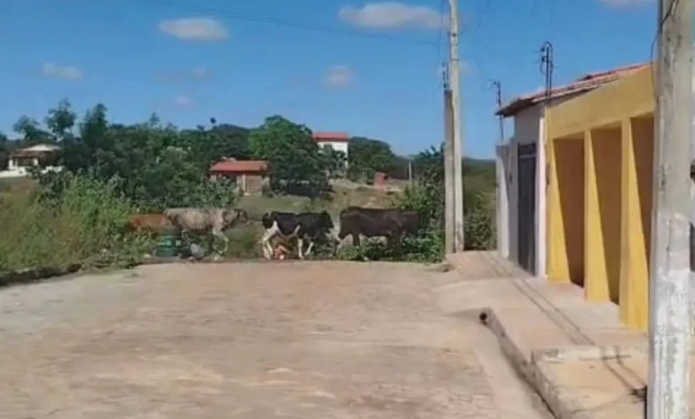 Prefeitura de Santo Antônio de Lisboa realiza apreensão de animais soltos em vias públicas com apoio da Polícia Militar