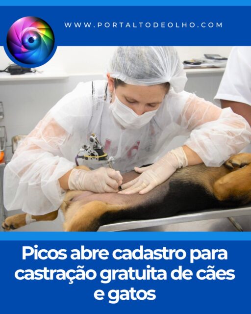 A Secretaria Municipal de Proteção e Defesa Animal de Picos abriu as inscrições para o programa Busão da Castração, que oferecerá 3 mil castrações gratuitas para cães e gatos da Macrorregião de Picos. A iniciativa é fruto de uma parceria entre o Governo do Estado e a Prefeitura de Picos e tem como objetivo ampliar o acesso ao serviço, promovendo o bem-estar animal, a prevenção de doenças e o controle populacional de cães e gatos.
Os tutores interessados já podem cadastrar seus animais por meio do formulário disponibilizado pela Secretaria. Cada CPF poderá inscrever até três animais, sendo necessário realizar todos os cadastros em um único acesso ao sistema. Para que a inscrição seja validada corretamente, é obrigatório selecionar o município de Picos durante o preenchimento do formulário.
De acordo com a Secretaria Municipal de Proteção e Defesa Animal, apenas os animais previamente cadastrados serão atendidos pelo programa. Após a confirmação da inscrição, o tutor receberá um comprovante de agendamento com todas as orientações sobre o preparo necessário para a realização da cirurgia.
Os atendimentos acontecerão na data informada no comprovante, enquanto o horário das cirurgias seguirá a ordem de chegada dos tutores ao local. A recomendação é que os participantes observem todas as instruções fornecidas pela equipe organizadora para garantir a segurança dos animais e o bom andamento dos procedimentos.
As castrações serão realizadas no Novo Espaço de Eventos, localizado no bairro Boa Sorte, mesmo local onde é promovido o Picos Cidade Junina.
Segundo a Secretaria, a ação representa um importante avanço nas políticas públicas de proteção animal do município. Além de contribuir para o controle reprodutivo de cães e gatos, a castração ajuda na prevenção de diversas doenças, reduz os casos de abandono e incentiva a guarda responsável.
A orientação é que os tutores realizem o cadastro o quanto antes e compartilhem a iniciativa para que mais famílias da região possam ser beneficiadas pelo programa.
Acesse: www.portaltodeolho.com