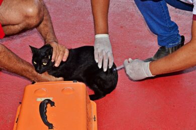 Prefeitura de Santo Antônio de Lisboa realiza Campanha de Vacinação Antirrábica