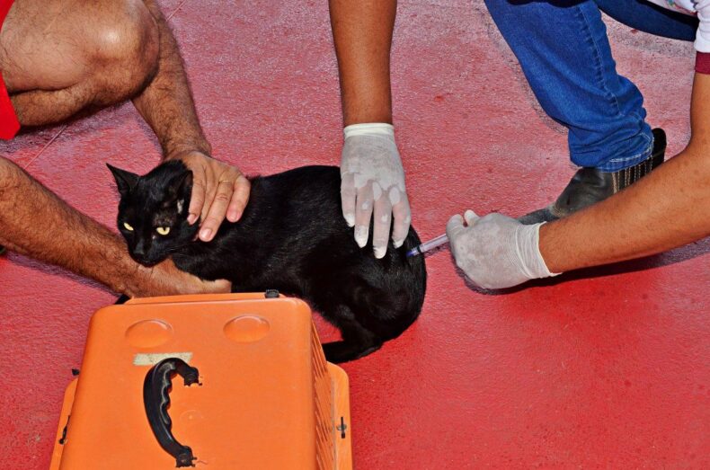 Prefeitura de Santo Antônio de Lisboa realiza Campanha de Vacinação Antirrábica