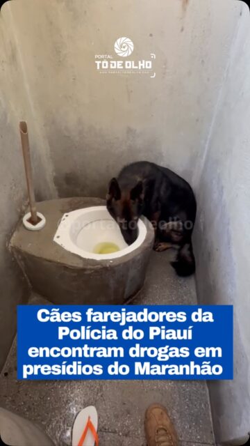 A Secretaria de Segurança Pública do Piauí (SSP-PI), por meio do Núcleo de Operações com Cães (NOC/FEISP), participou, nesta segunda-feira (17), de uma ação de fiscalização nas unidades prisionais dos municípios de Bacabal e Codó, no Maranhão. A atividade foi realizada em parceria com a Secretaria de Estado de Administração Penitenciária do Maranhão (SEAP-MA).

Durante a operação, os binômios K9, formados pelos cães especializados e seus respectivos condutores, realizaram buscas em celas e outros ambientes das unidades. Os animais foram empregados na identificação de entorpecentes, armas, munições e dispositivos eletrônicos. A atuação dos cães de detecção resultou na localização de drogas.

O trabalho do NOC/FEISP é resultado de treinamento específico para o emprego dos cães em operações de segurança. A utilização dos animais permite buscas mais precisas e eficientes, especialmente na identificação de materiais ilícitos que podem estar ocultos em diferentes espaços.

A participação da SSP-PI na ação reforça a integração entre as forças de segurança do Piauí e do Maranhão, além do compartilhamento de técnicas especializadas para fortalecer a fiscalização e a segurança no sistema prisional.

Siga: @portaltodeolho