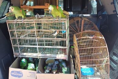 14 aves são resgatadas de cativeiro em Dom Expedito Lopes