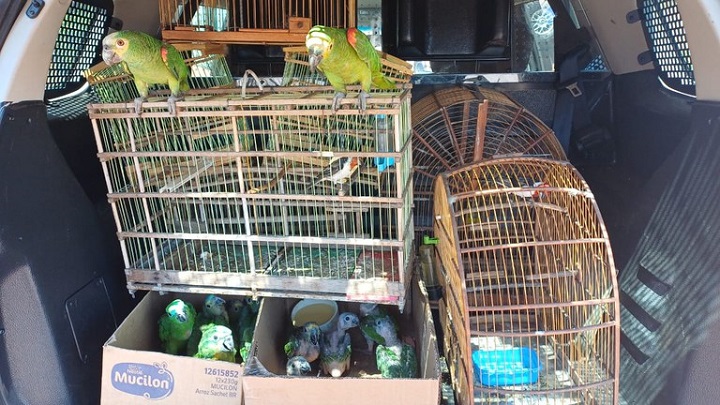 14 aves são resgatadas de cativeiro em Dom Expedito Lopes